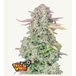ORIGINAL AUTO TRAINWRECK ·...