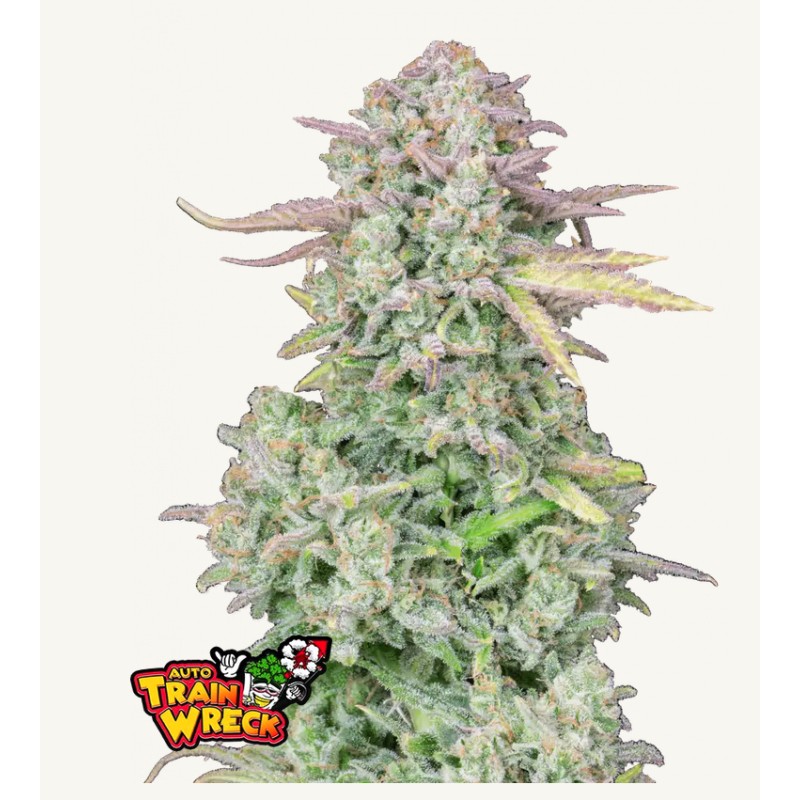 ORIGINAL AUTO TRAINWRECK · FastBuds Seeds · sementes de maconha · AutoFem