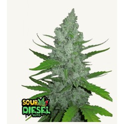 Original Auto Sour Diesel ·...