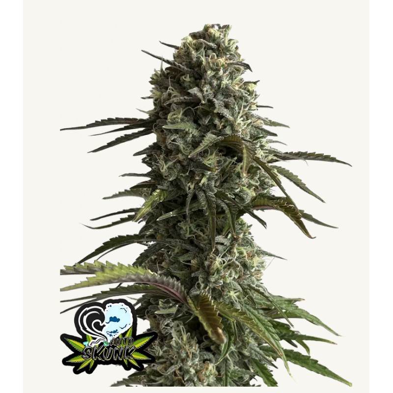 Original Auto Skunk · FastBuds Seeds · semillas de marihuana · AutoFem