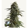 Original Auto Skunk · FastBuds Seeds · kenevir tohum · Disi · AutoFem
