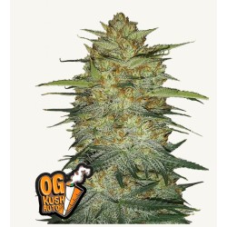 Original Auto OG Kush ·...