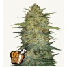 Original Auto OG Kush · FastBuds Seeds · semillas de marihuana · AutoFem