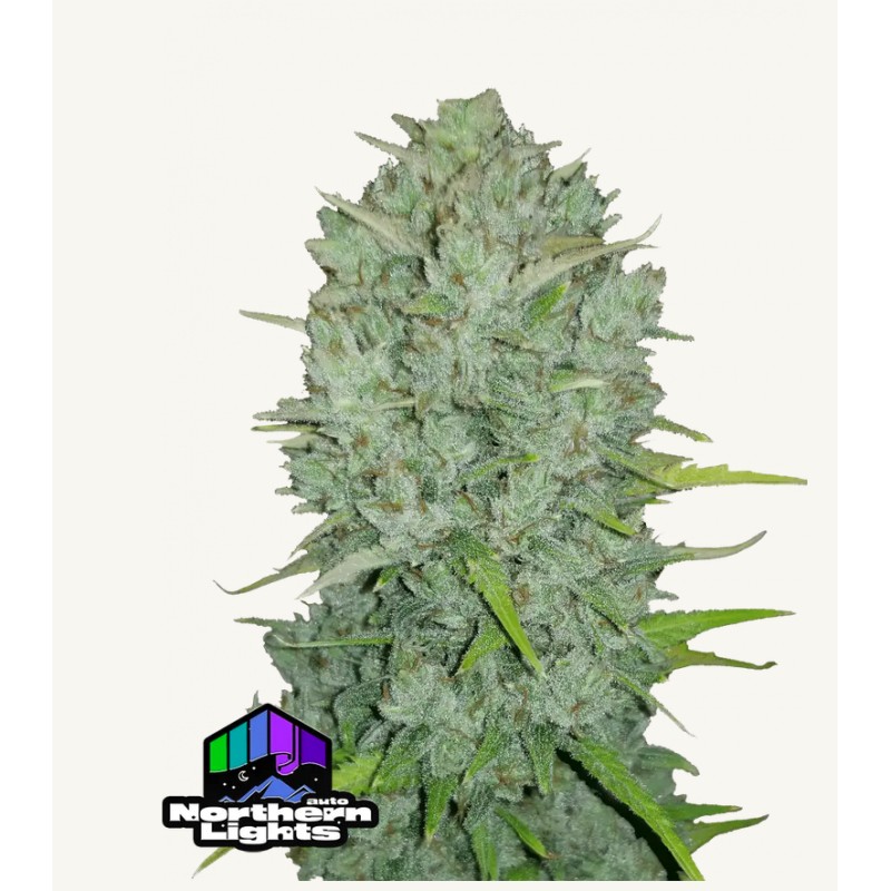 Original Auto Northern Lights – Semi Autofiorenti Fastbuds