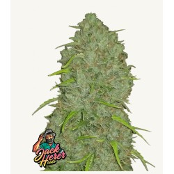 Original Auto Jack Herer ·...