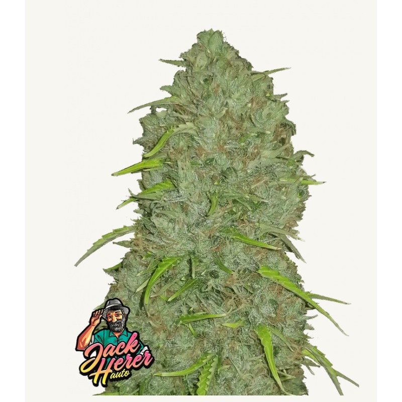 Original Auto Jack Herer: Die Sativa-Legende in Autoflower-Form | Fast Buds