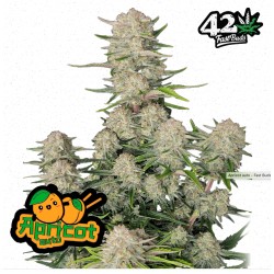 Apricot Auto · FastBuds...