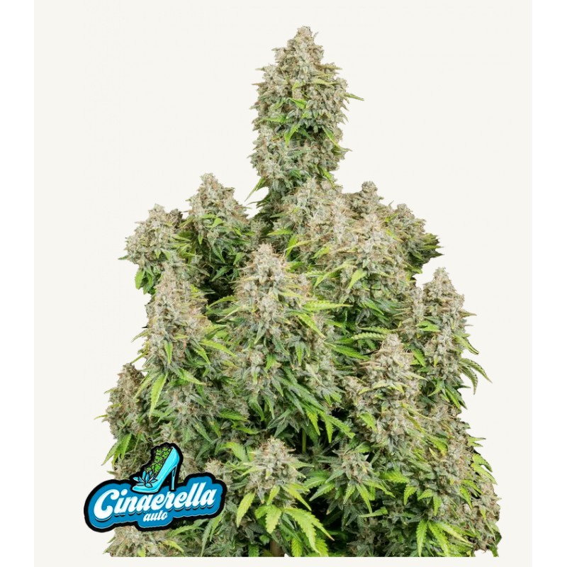 ORIGINAL AUTO CINDERELLA · FastBuds Seeds · sementes de maconha · AutoFem