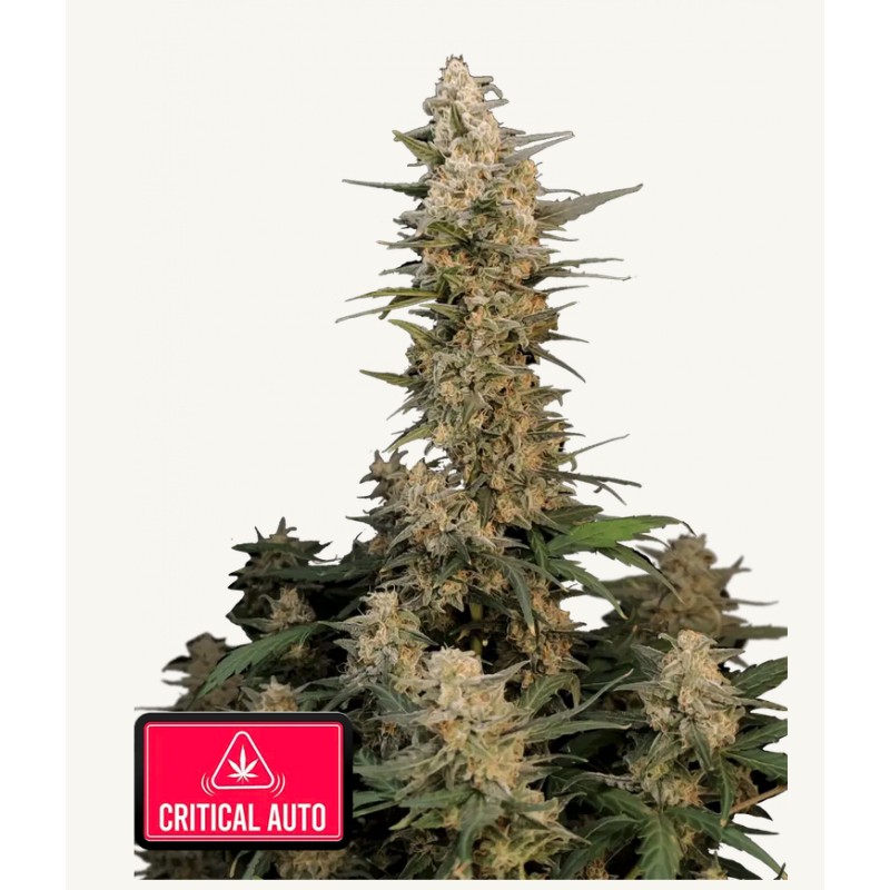 Original Auto Critical · FastBuds Seeds · sementes de maconha · AutoFem