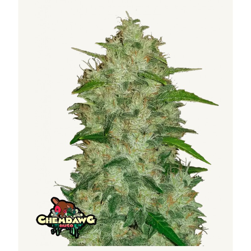 Original Auto Chemdawg · FastBuds Seeds · kaufen cannabis samen · AutoFem