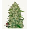 Original Auto Chemdawg · FastBuds Seeds · semillas de marihuana · AutoFem