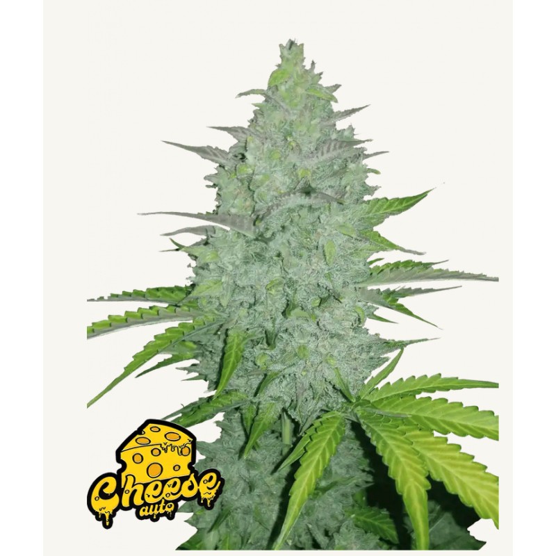 Original Auto Cheese · FastBuds Seeds · semillas de marihuana · AutoFem