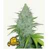 Original Auto Cheese · FastBuds Seeds · semillas de marihuana · AutoFem