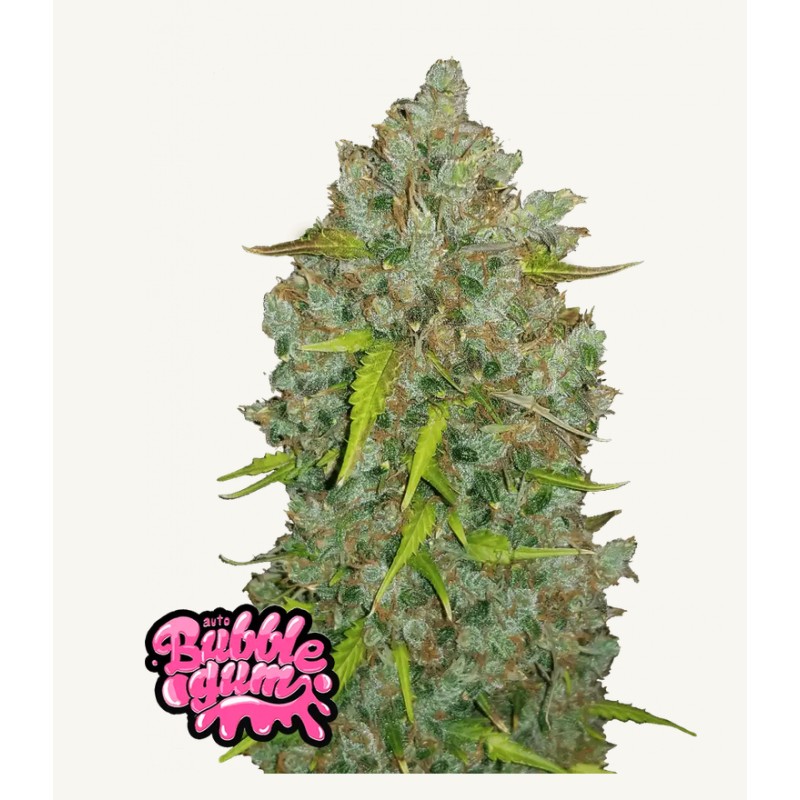 Original Auto BubbleGum · FastBuds Seeds · cannabis seeds · AutoFem