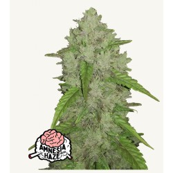 Original Auto Amnesia Haze...