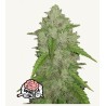 Original Auto Amnesia Haze – Semi Autofiorenti Fastbuds