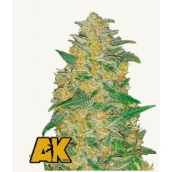 Original Auto AK · FastBuds...