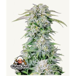ORIGINAL AUTO AFGHAN KUSH ·...