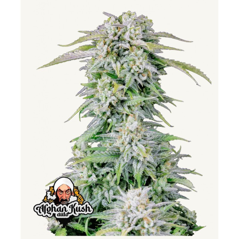 ORIGINAL AUTO AFGHAN KUSH · FastBuds Seeds · semillas de marihuana · AutoFem