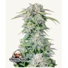 ORIGINAL AUTO AFGHAN KUSH · FastBuds Seeds · semi di canapa · AutoFem