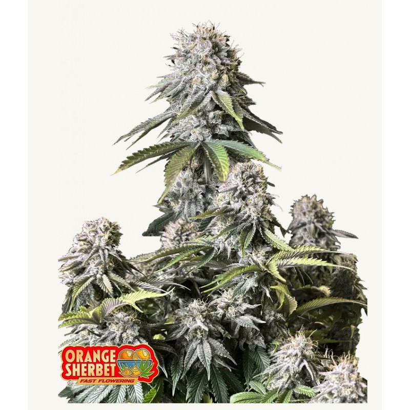 Orange Sherbet FF · FastBuds Seeds · kaufen cannabis samen · Fem