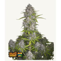 Orange Sherbet Auto ·...