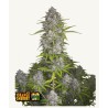Orange Sherbet Auto · FastBuds Seeds · sementes de maconha · AutoFem