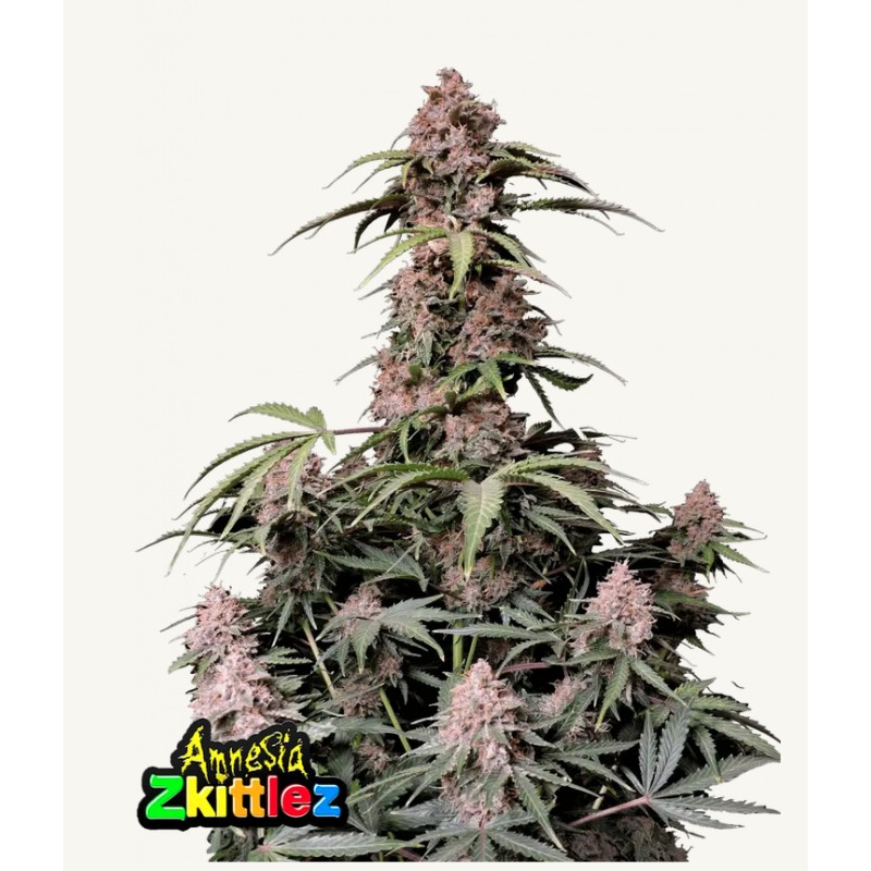 Amnesia Zkittlez Auto · FastBuds Seeds · kaufen cannabis samen · AutoFem