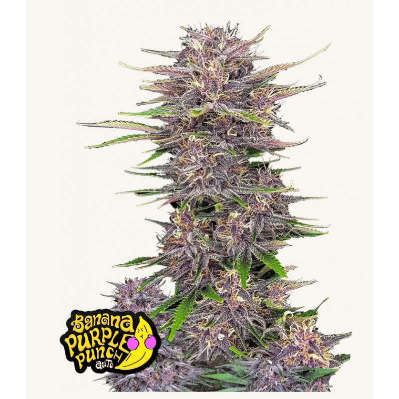 Banana Purple Punch Auto · FastBuds Seeds ·kaufen cannabis samen · AutoFem