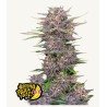 Banana Purple Punch Auto · FastBuds Seeds ·graines de cannabis · AutoFem