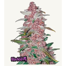Blackberry Auto · FastBuds...