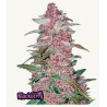 Blackberry Auto – Graines Autofloraison Fastbuds