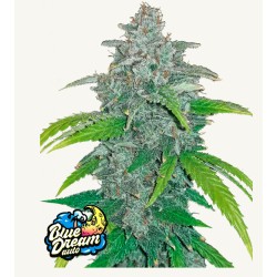 Blue Dream Matic · FastBuds...