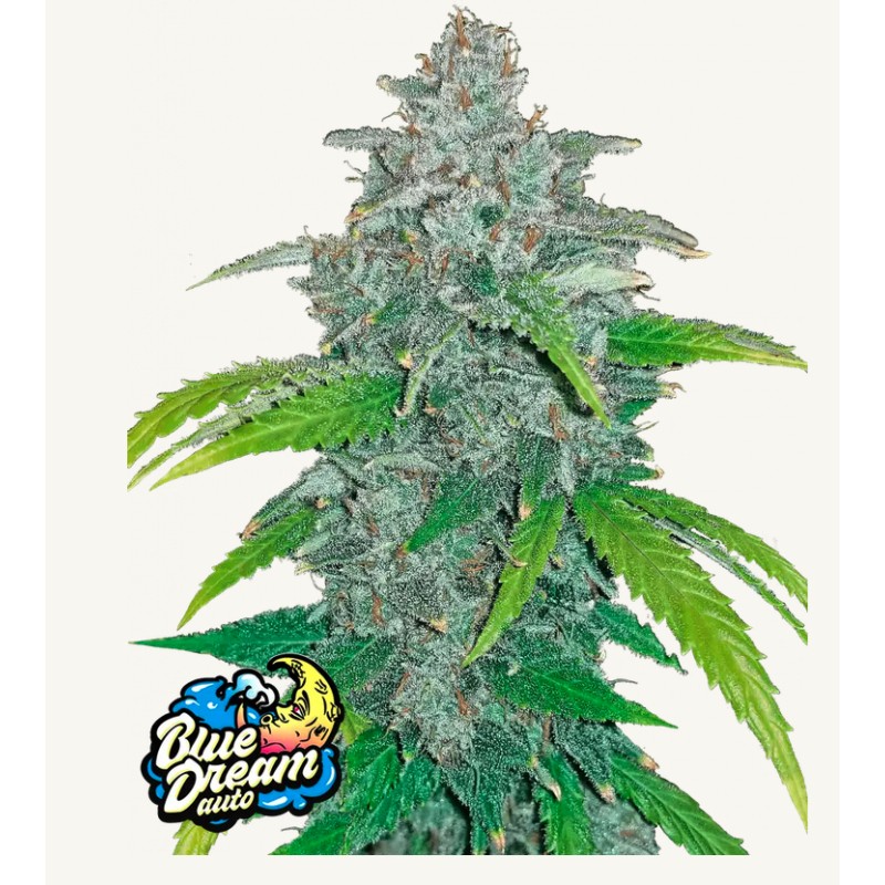 Blue Dream Matic Samen | FastBuds | Automatische Legende