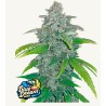Blue Dream Matic Samen | FastBuds | Automatische Legende