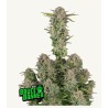 Bruce Banner Auto · FastBuds Seeds · semi di canapa · AutoFem