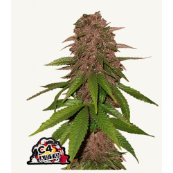 C4 Matic · FastBuds Seeds ·...