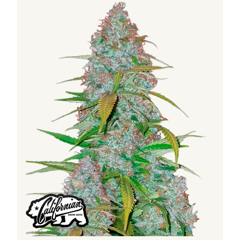 Californian Snow Auto · FastBuds Seeds · kenevir tohum · Disi · AutoFem