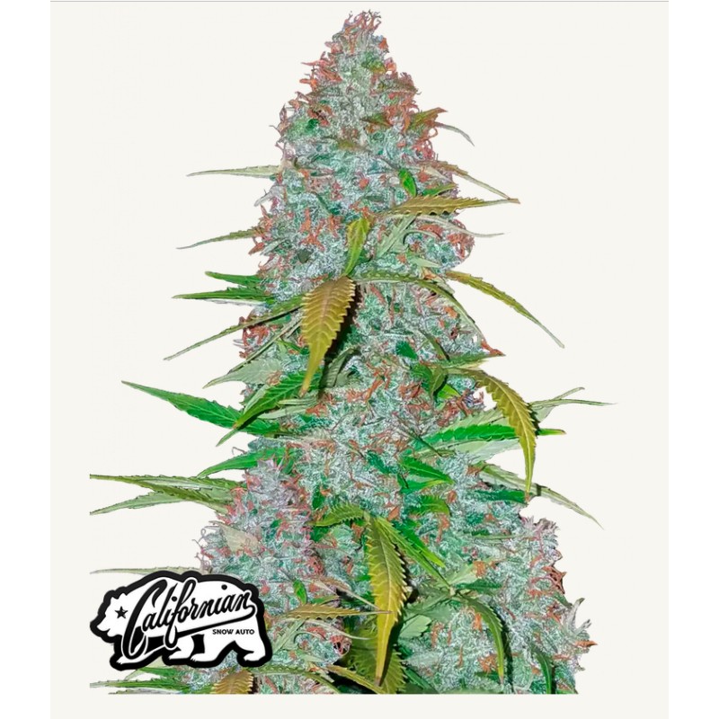 Cherry Cola Auto · FastBuds Seeds ·graines de cannabis · AutoFem