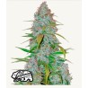 Cherry Cola Auto · FastBuds Seeds ·graines de cannabis · AutoFem