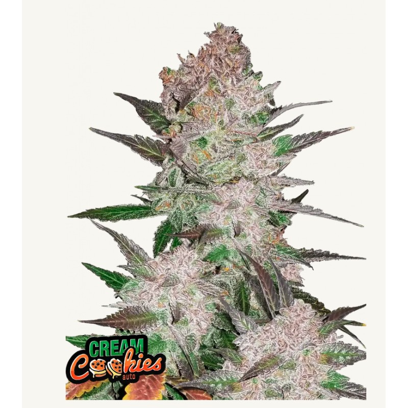 Cream Cookies Auto · FastBuds Seeds · semillas de marihuana · AutoFem