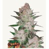 Cream Cookies Auto · FastBuds Seeds · semillas de marihuana · AutoFem
