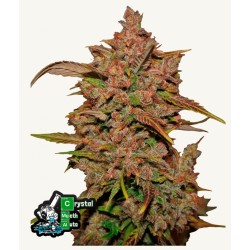 Crystal Meth Auto ·...