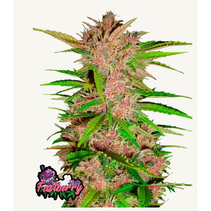 Fastberry Auto · FastBuds Seeds · kenevir tohum · Disi · AutoFem