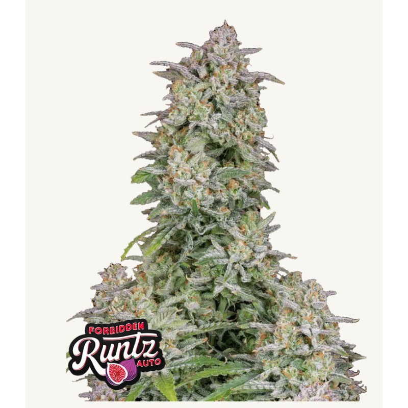 Forbidden Runtz Auto · FastBuds Seeds · semi di canapa · AutoFem