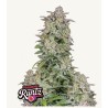 Forbidden Runtz Auto · FastBuds Seeds · semi di canapa · AutoFem