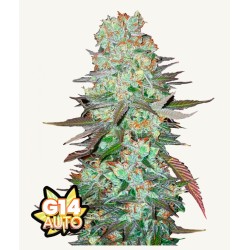 G14 Auto · FastBuds Seeds ·...