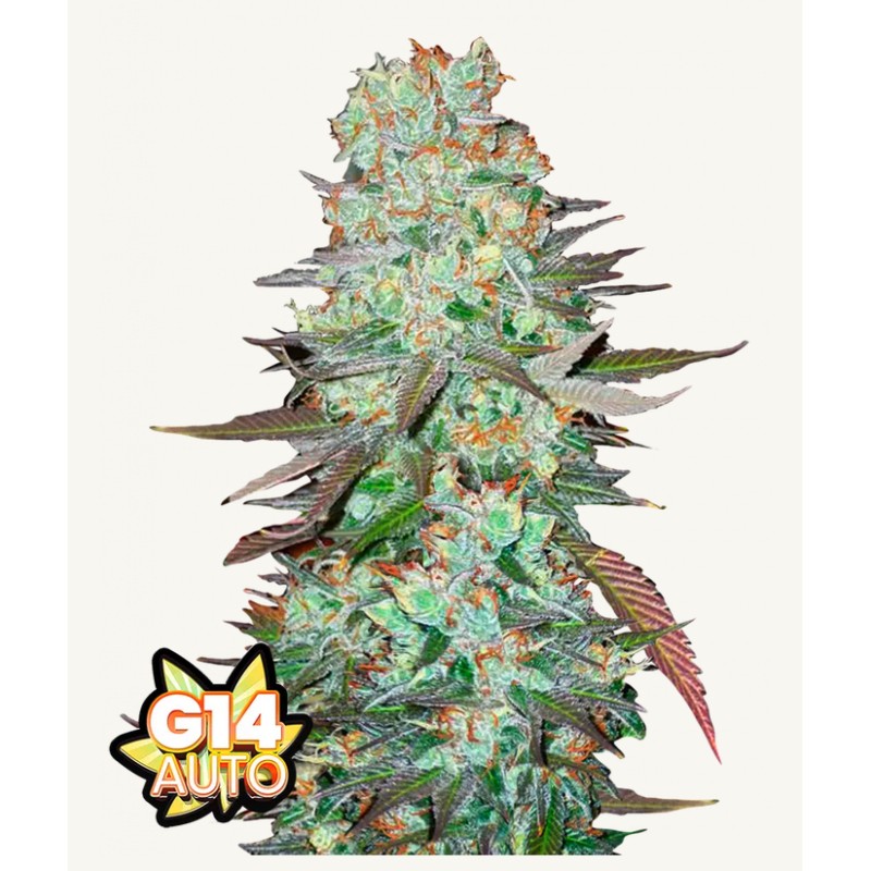 G14 Auto · FastBuds Seeds · sementes de maconha · AutoFem