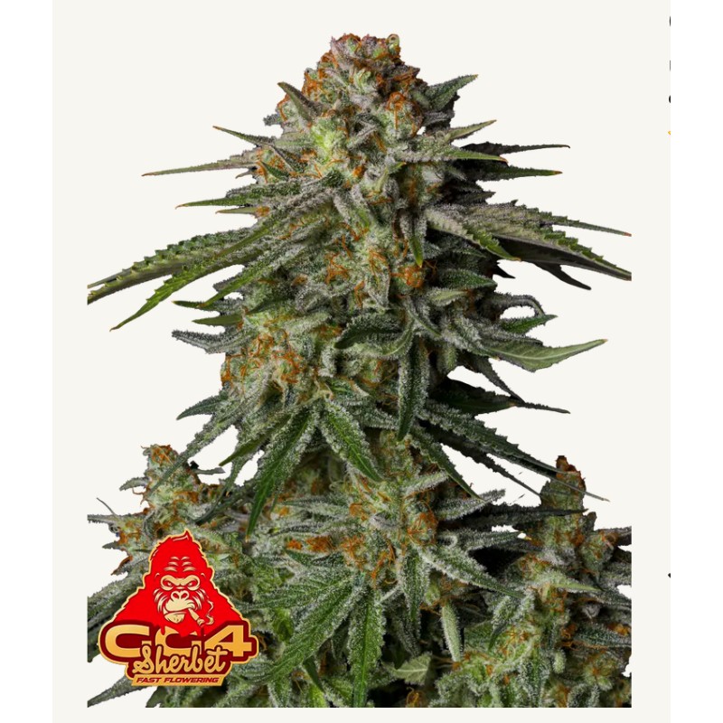 GG4 Sherbet FF · FastBuds Seeds · graines de cannabis · Fem