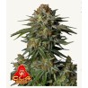 GG4 Sherbet FF · FastBuds Seeds · kenevir tohum · Disi · Fem
